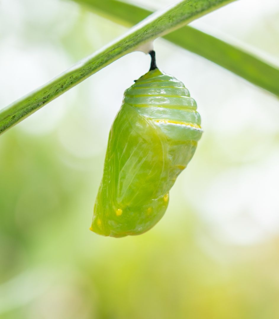 Monarch Chrysalis (FIRST Sighted)